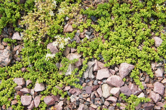 Green sedum brevifolium or sedum album on rocks