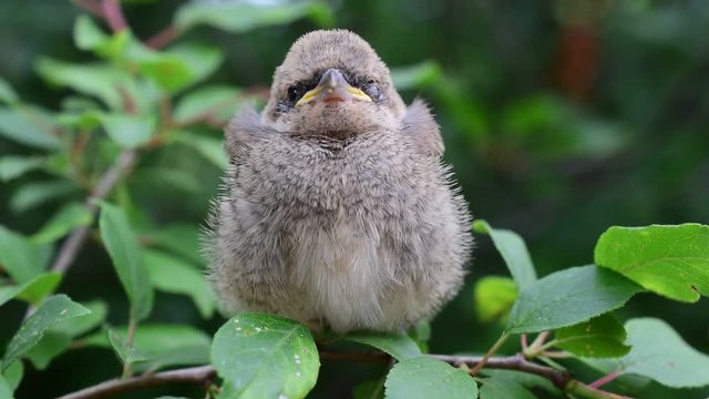 Closeup of a small bird - whitethroat fledgeling - peching on green tree twig and looking to camera