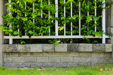 Brick wall and green leaf
