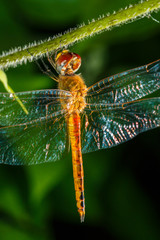 dragonfly on leaf in closeup,dragonfly .