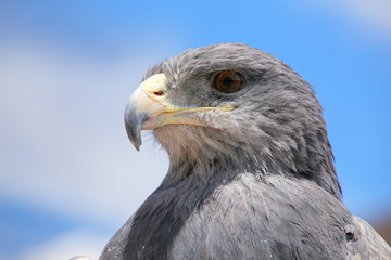 Black-chested buzzard-eagle at the market in Maca, Colca Canyon,