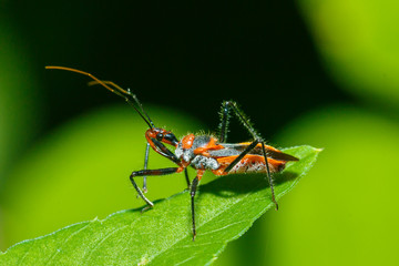 Fototapeta premium Assassin Bug , Reduviidae,bugs.