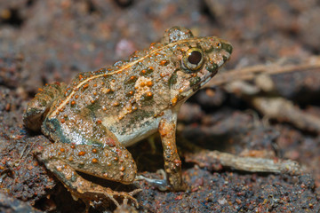Frog,frog in nature thailand.