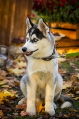 Cute dog in the autumn park