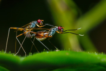 Insect are Breeding on the leaves,Insect, Breeding.