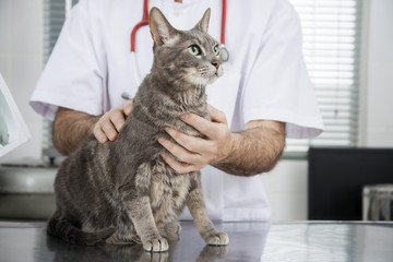 Midsection Of Doctor Holding Cat At Table