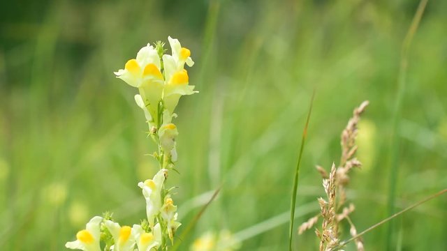 Linaria vulgaris. Common toadflax, yellow toadflax, or butter-and-eggs is a species of toadflax. Plantaginaceae family