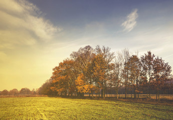 Naklejka premium autumn