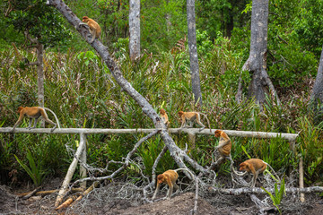 Group of Proboscis Monkeys (Nasalis larvatus) endemic of Borneo in the forest