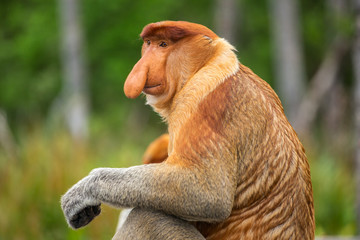 Proboscis Monkey (Nasalis larvatus) endemic of Borneo.  Male portrait with a huge nose.