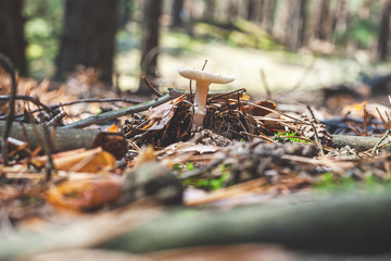 inedible mushroom grows white in the woods