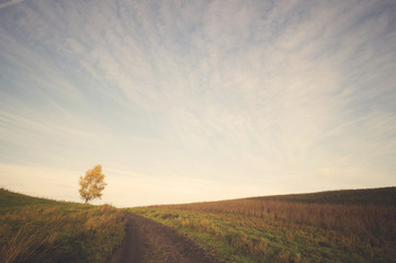 autumn in the park, yellow leaves on the avenues.Toned with a retro vintage  effect.