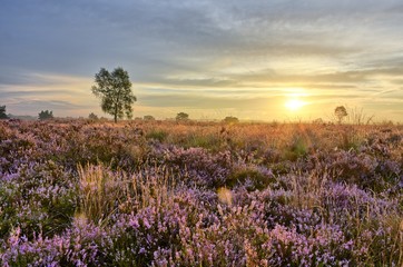 Fototapeta na wymiar Scenic image of sunrise over blooming pink moorland