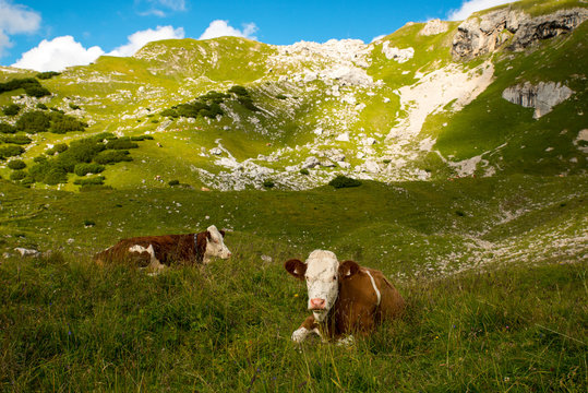 Happy cows in the Alps / Happy and healthy cows in the Austrian mountains