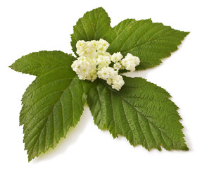 Meadowsweet flowers and leaves on white. Filipendula ulmaria