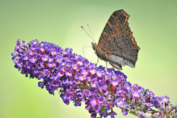 Brown butterfly on a purple butterfly flow with green background in the summer