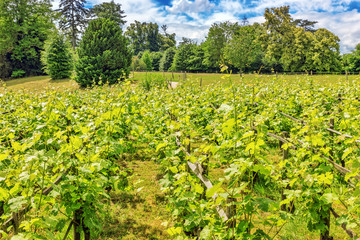  Vineyards in the French countryside on a sunny day.