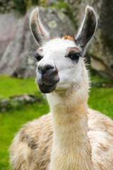 Obraz premium Portrait of llama standing at Machu Picchu, Peru