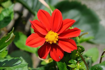 Red Dahlia in full bloom, UK.