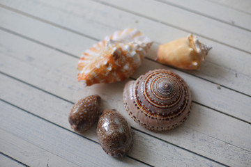 Different marine items on white painted wooden background.