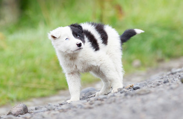 Border Collie puppy on a farm