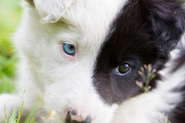Border Collie puppy on a farm
