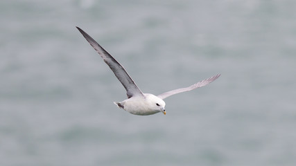 Fulmar, Fulmarus glacialis