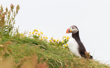 Colorful Puffin isolated in natural environment