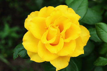 bright beautiful yellow rose. macro photo. low depth of field.