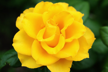 bright beautiful yellow rose. macro photo. low depth of field.