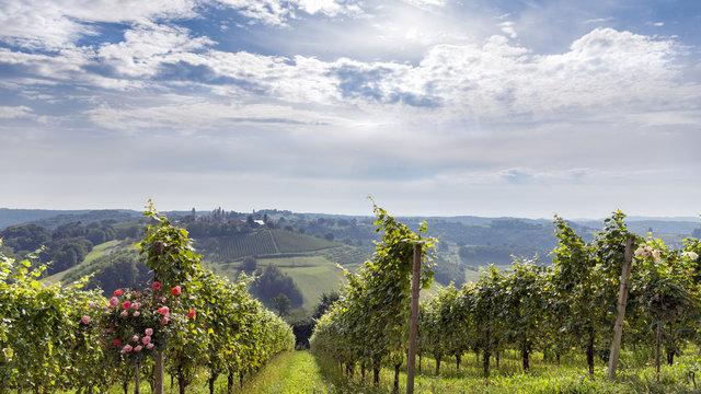 Fr&uuml;h morgens auf dem herbstlichen Weinberg