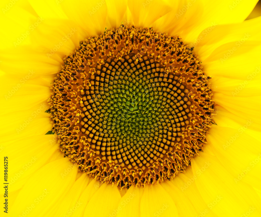 Canvas Prints yellow sunflower - close up