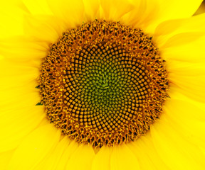 Obraz premium Yellow sunflower - close up