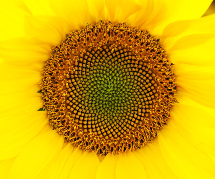 Yellow sunflower - close up