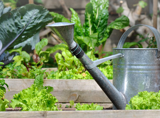 arrosoir métal dans jardin potager © coco