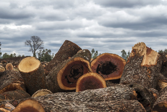 landscape with wood in the field