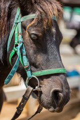 Head Shot of Horse Portrait