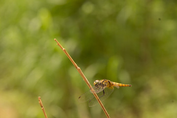 dragonfly stay on branch in summer
