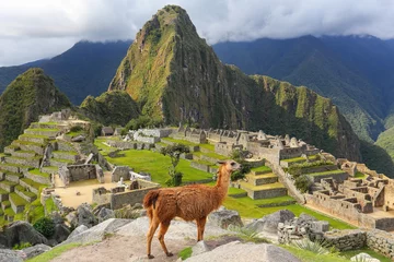 Photo sur Plexiglas Machu Picchu Lama se tenant au Machu Picchu donnent sur au Pérou