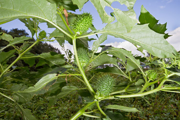 Thornapple (Datura stramonium), also known as Jimson weed or Devil’s snare, Datura stramonium