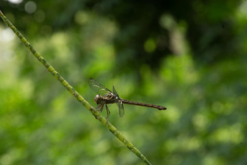 dragonfly stay on branch in summer