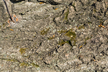 Texture, background of bark poplar
