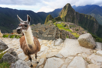 Llama standing at Machu Picchu overlook in Peru © donyanedomam