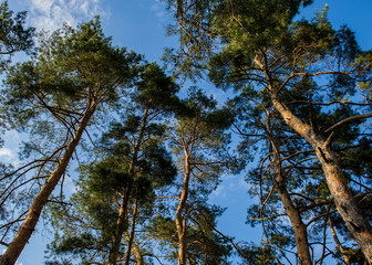 pine trees in the forest