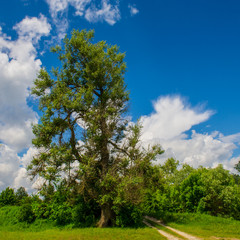 dirt road in the forest