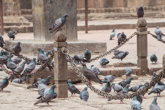 Some of Pigeons live in Bhaktapur the ancient city of Nepal.
