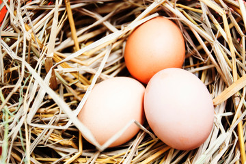 eggs on eggs background