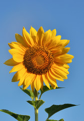 Sunflower close-up against dark blue sky