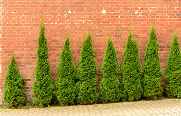 Koniferen Sträucher Begrenzung Hecke