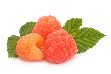 Rose raspberry on white